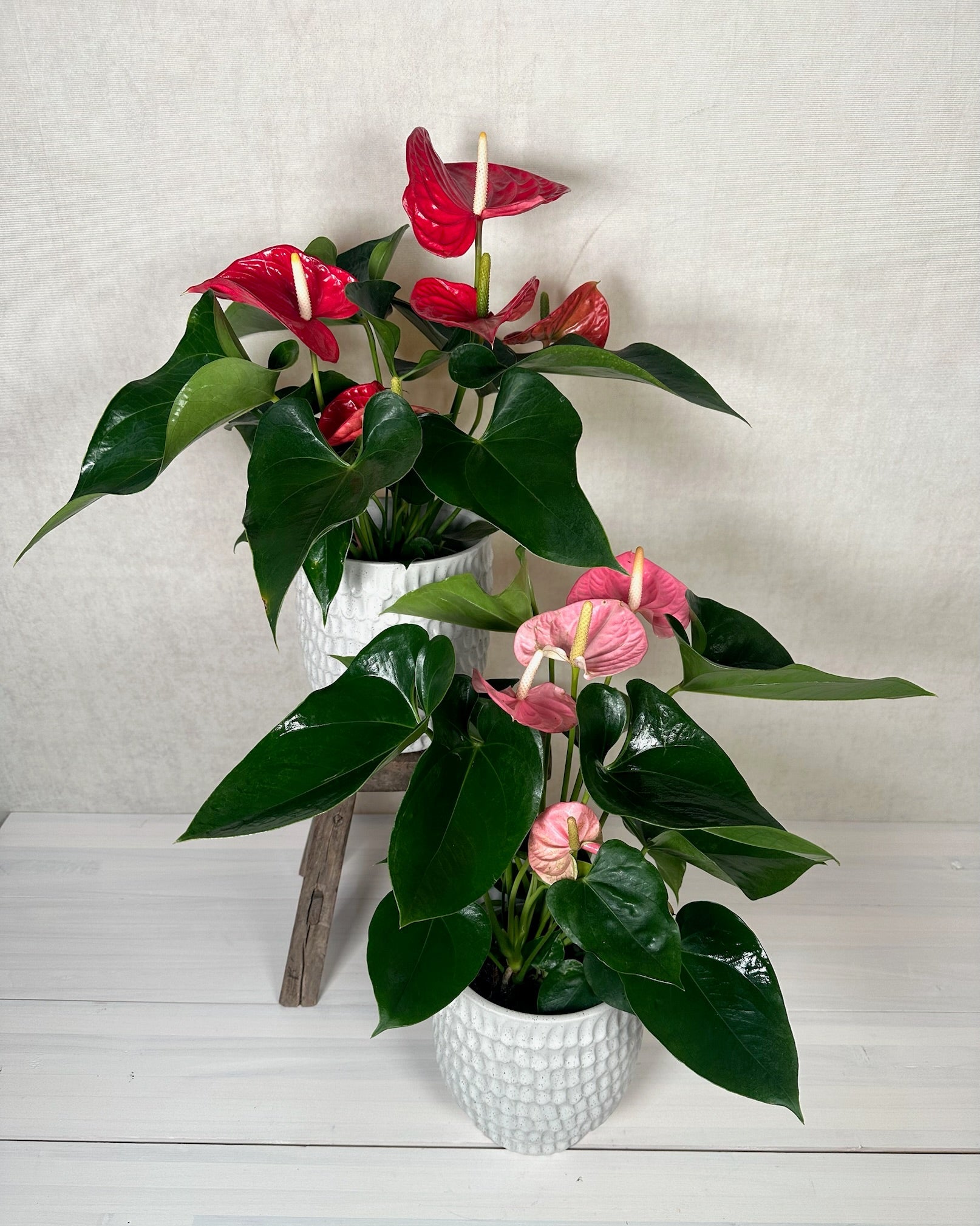 Anthurium – Flowers by Jackie Lakeport