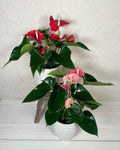 Anthurium