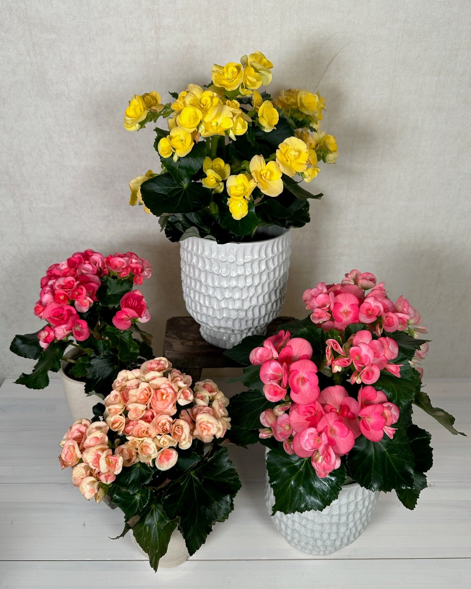 Begonia
