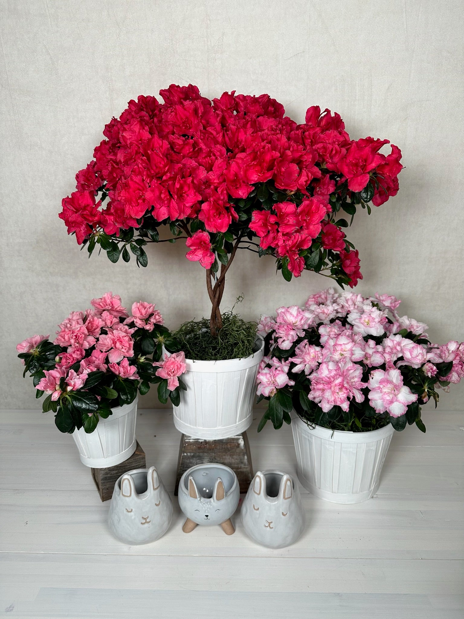Azaleas