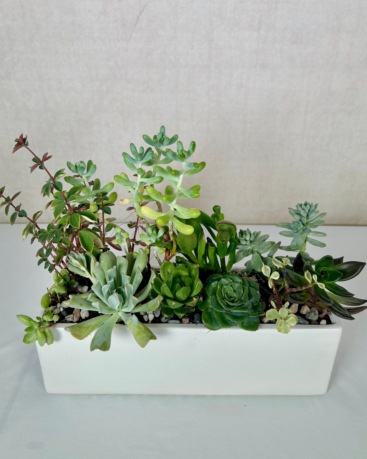 Peaceful Succulent Zen Garden