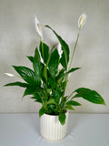 Peace Lily