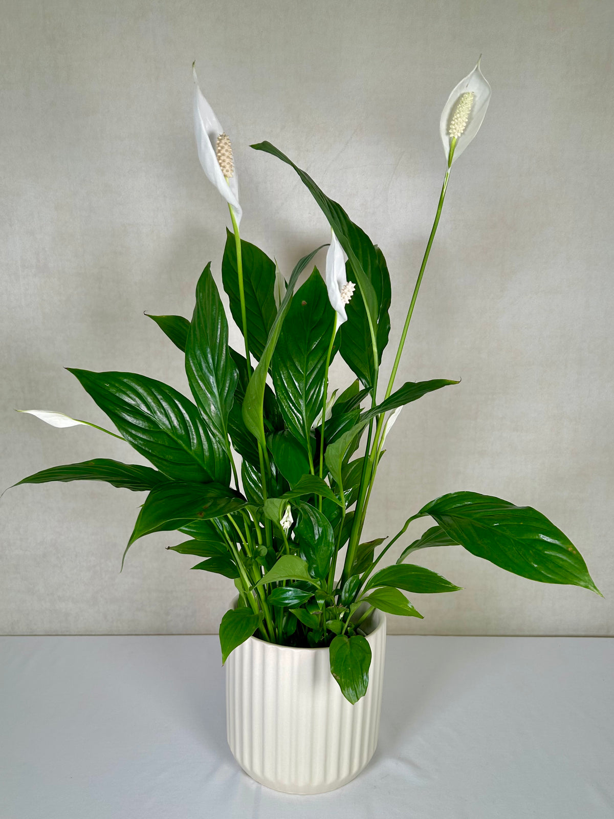 Peace Lily