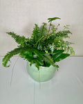 Assorted Ferns