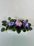 African Violets