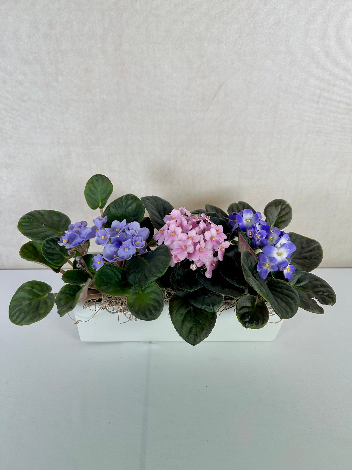 African Violets