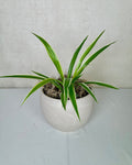 Spider Plant