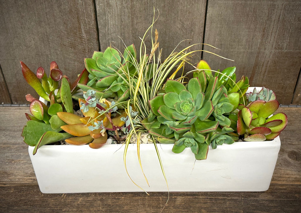 Peaceful Succulent Zen Garden