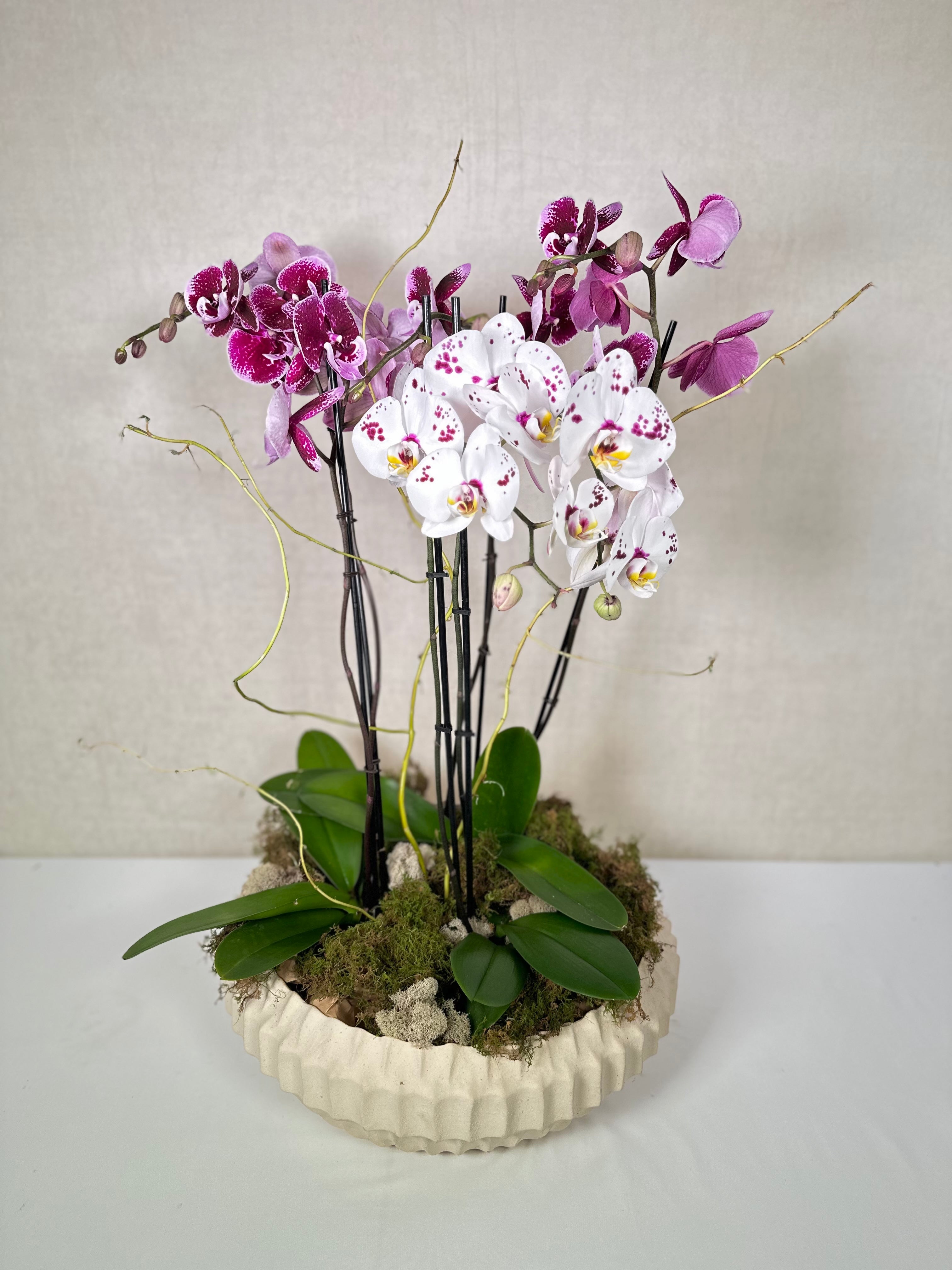 Elegant Phalaenopsis Orchids