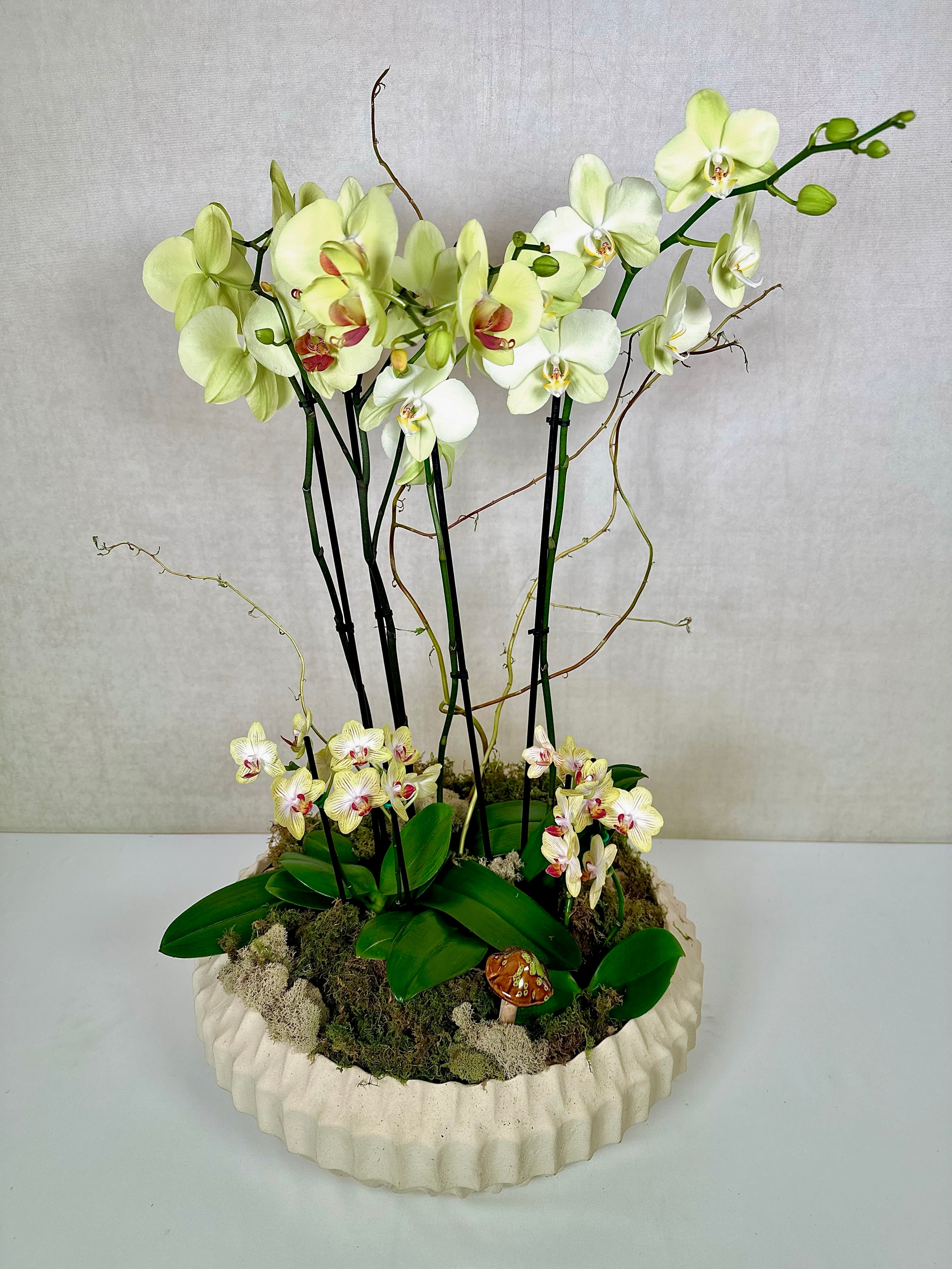Elegant Phalaenopsis Orchids