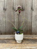 Lady Slipper Orchid
