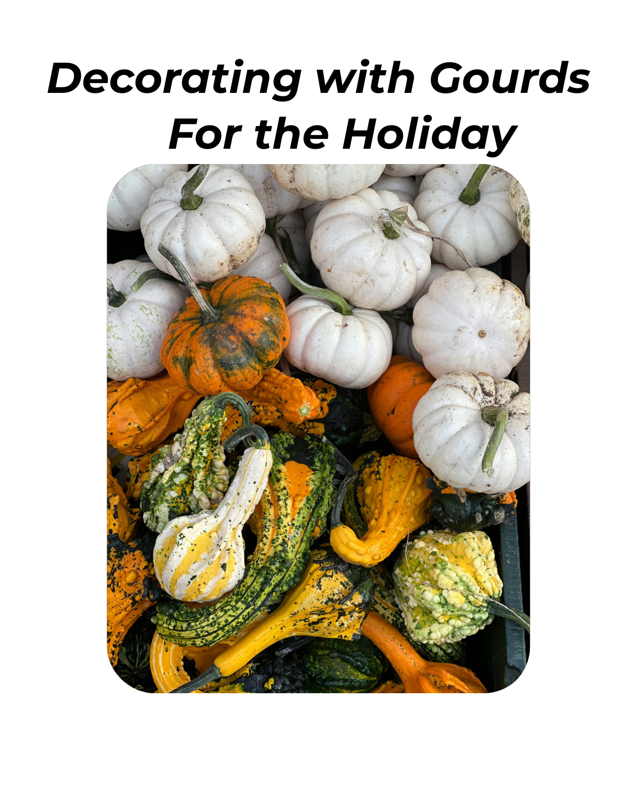 Decorating with Gourds for the Holiday - October 22nd @ 6pm