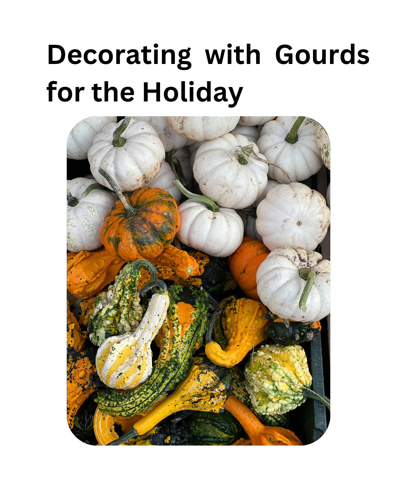Decorating with Gourds for the Holiday - October 22nd @ 6pm