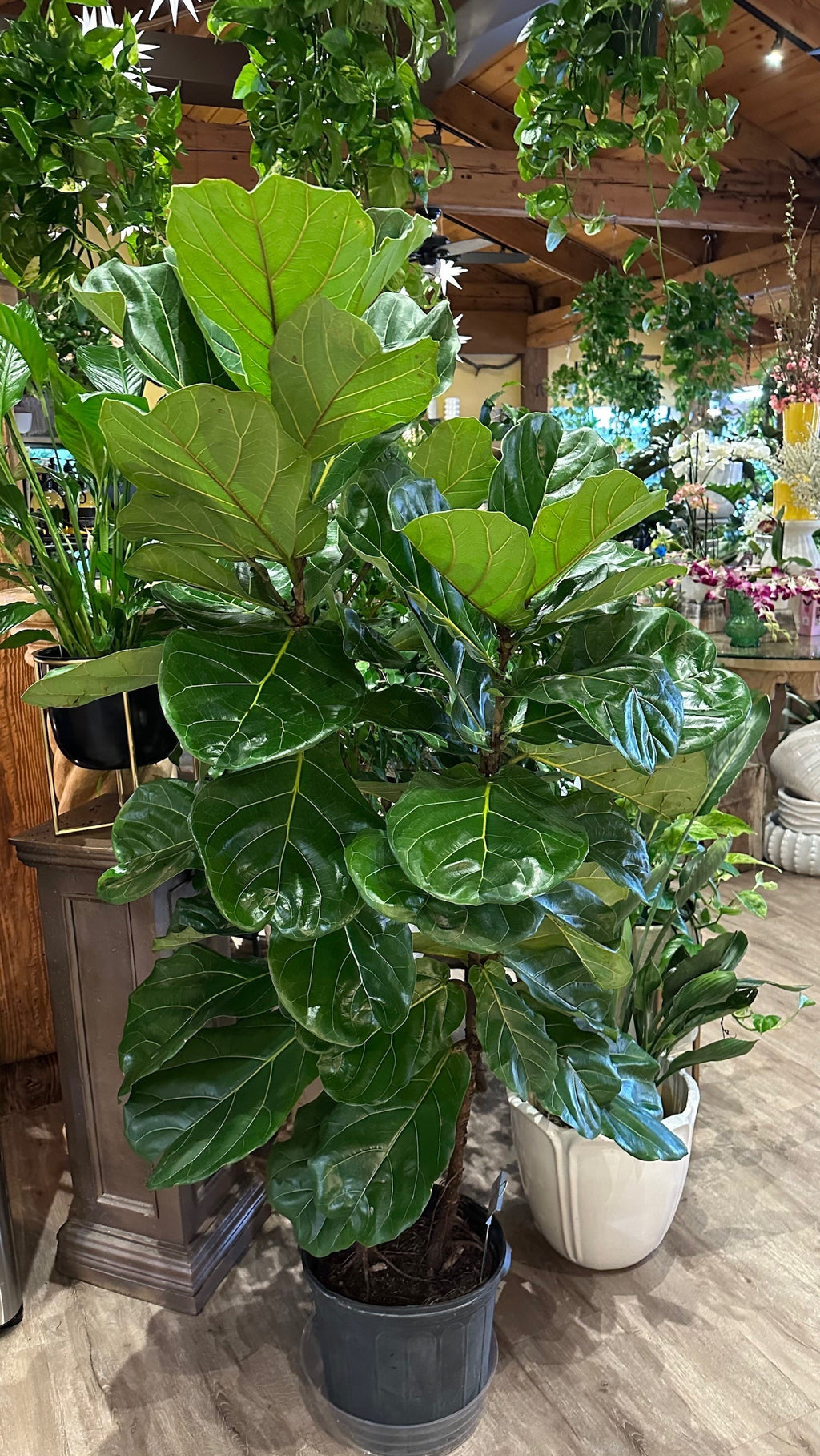 Lyrata | Fiddle Leaf Fig