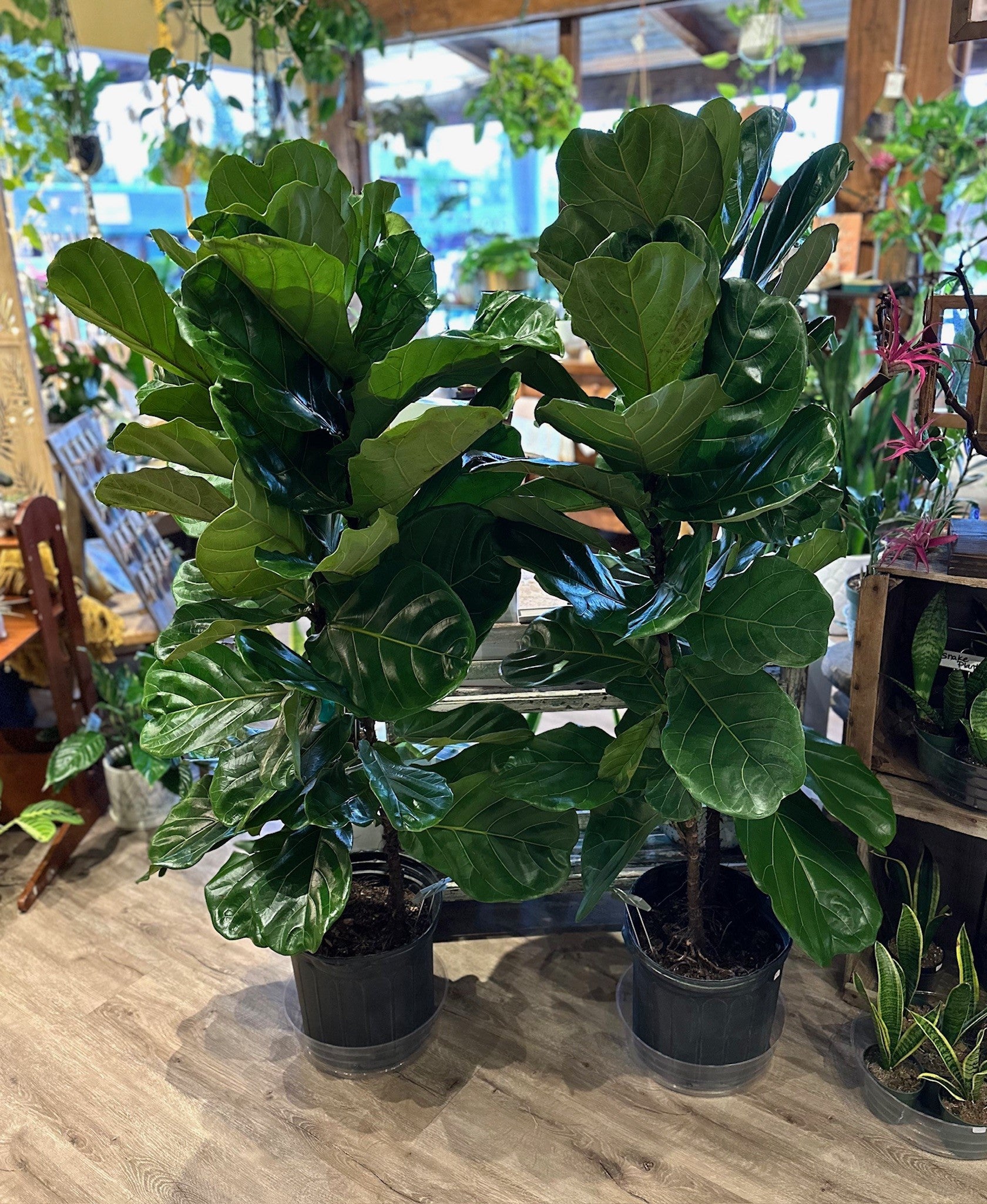 fiddle leaf fig flowers Lyrata (Fiddle Leaf Fig)