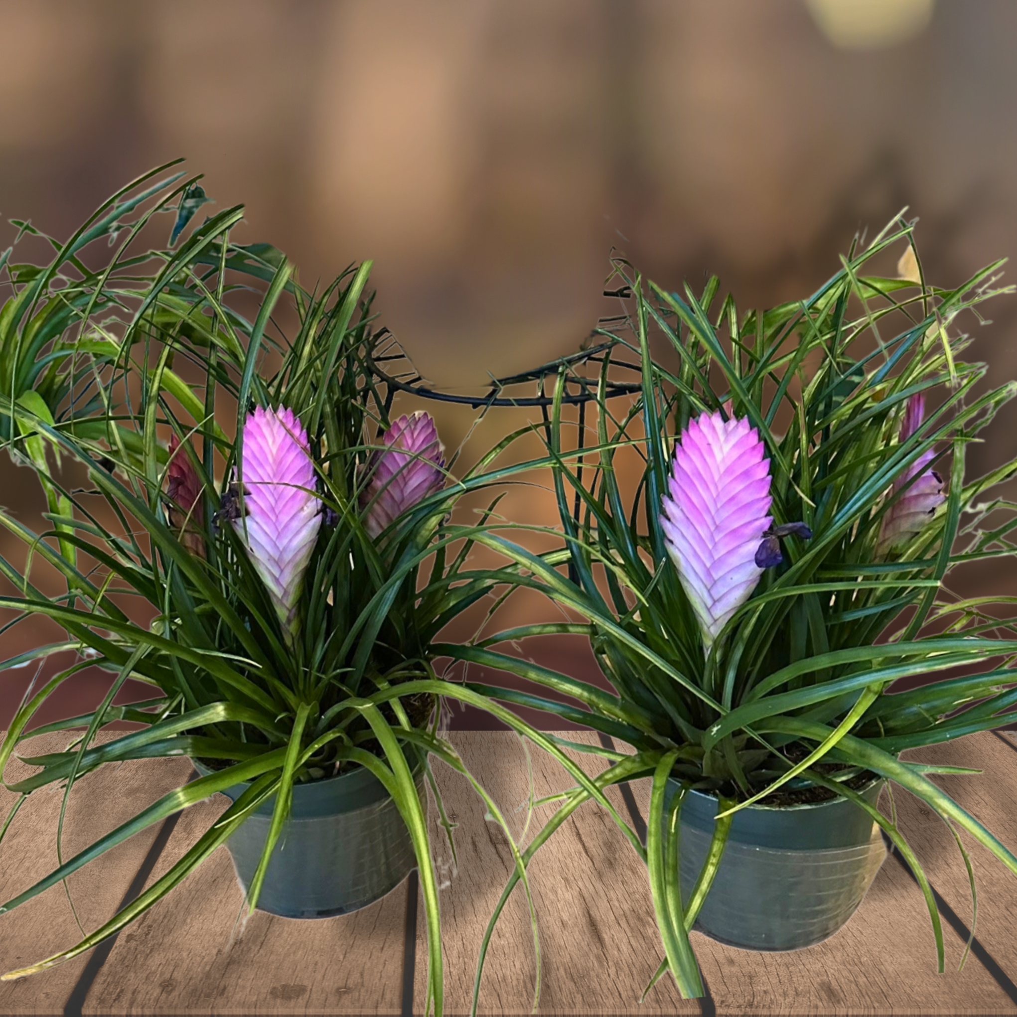 Pink Quill Bromeliad