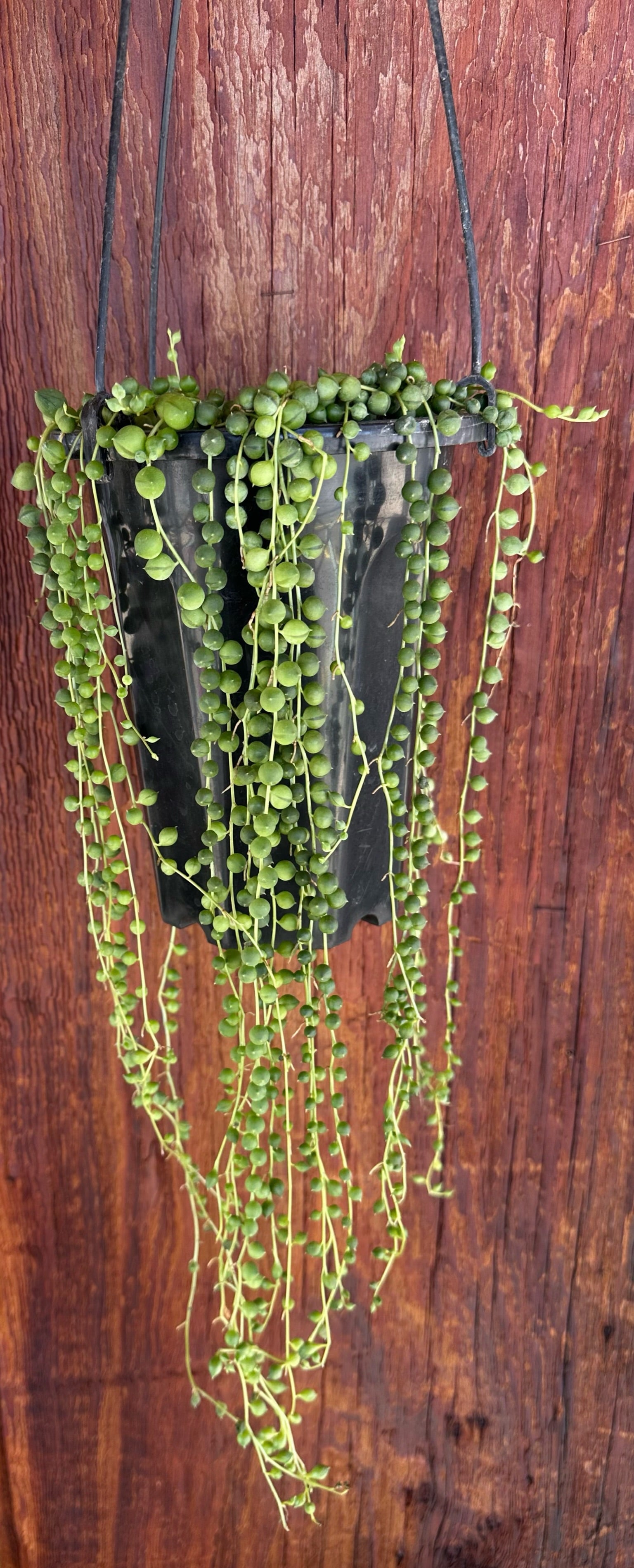 String of Pearls