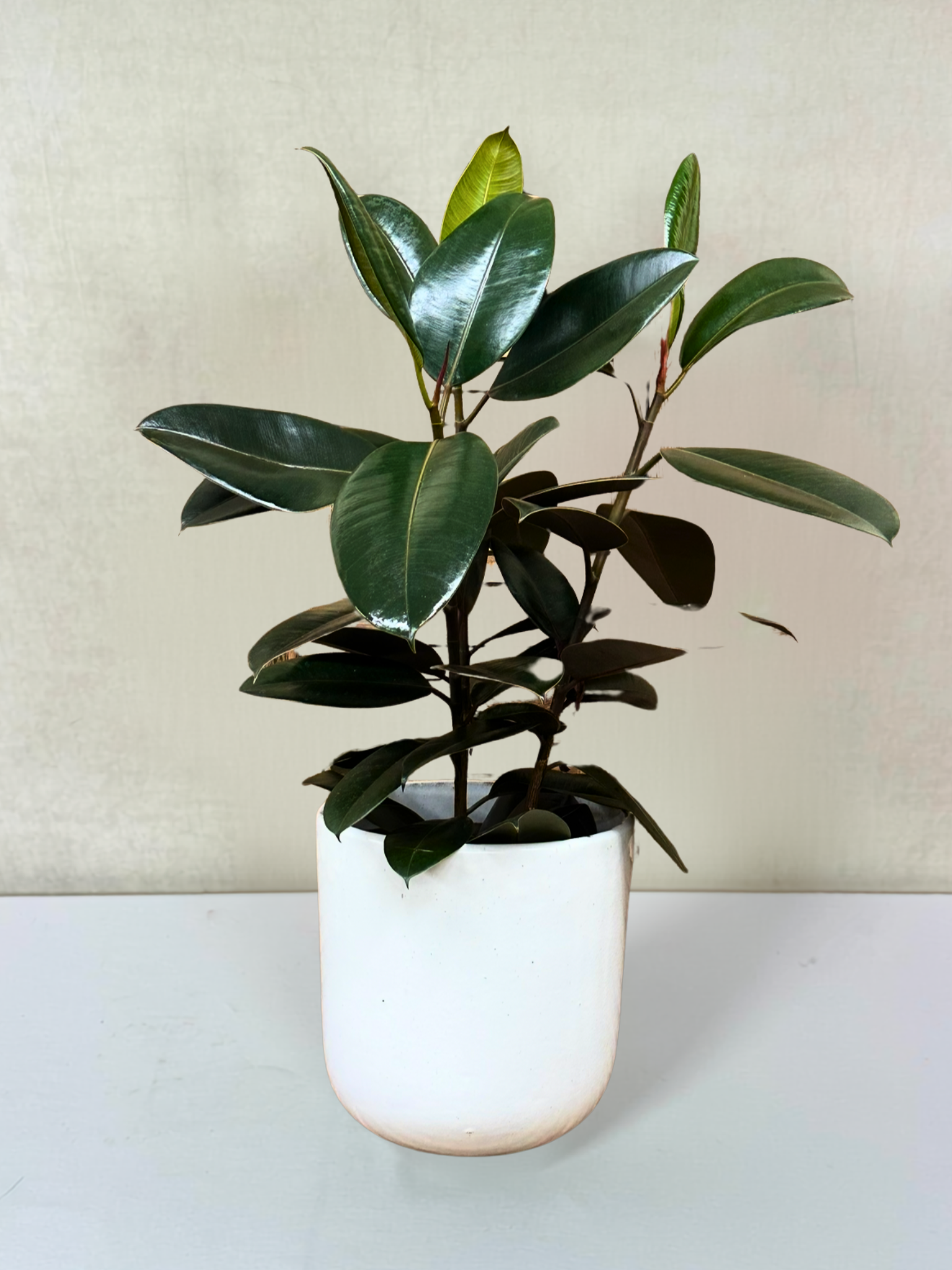 Rubber Tree