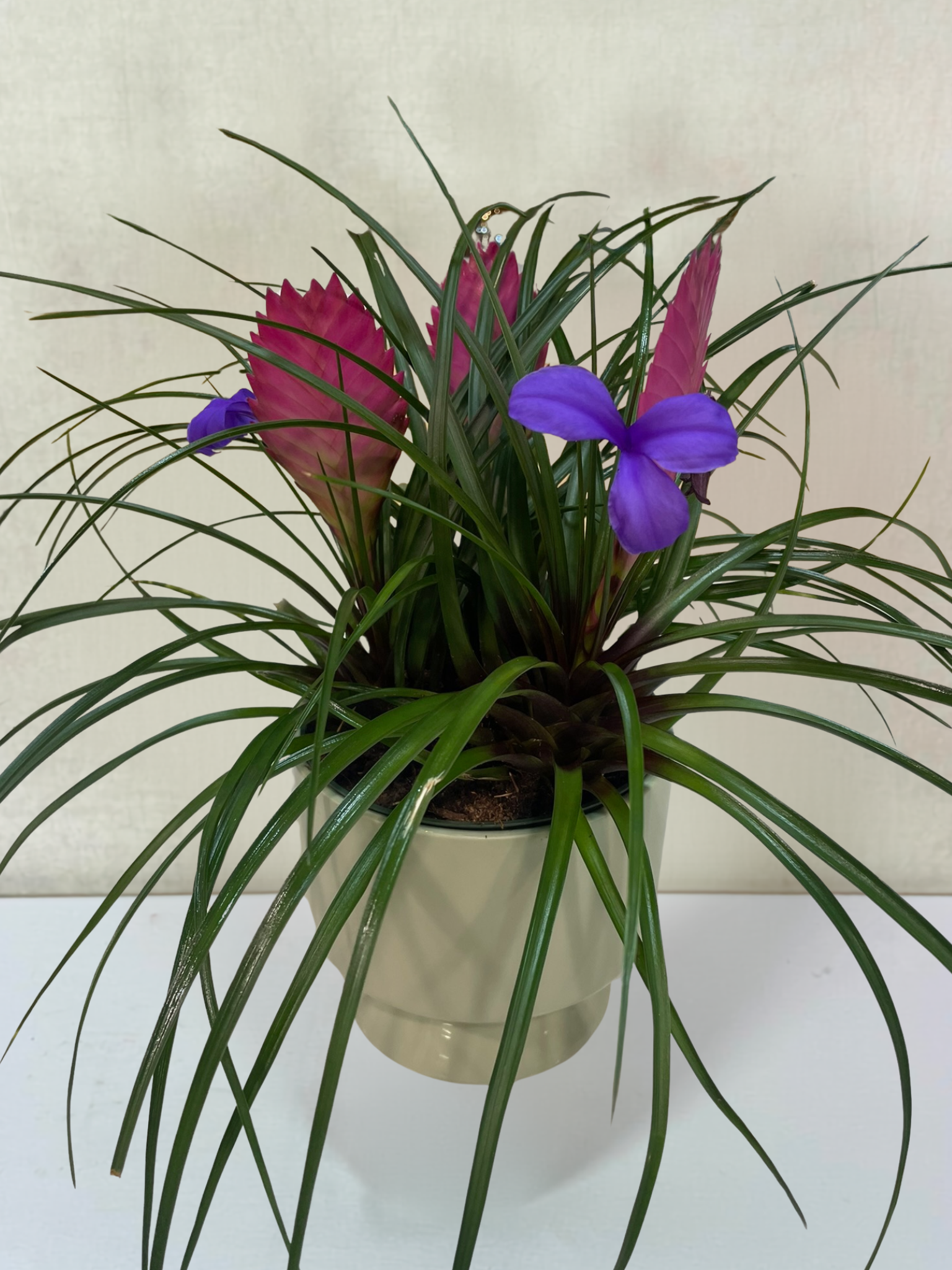 Pink Quill Bromeliad