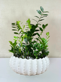 ZZ Plant