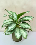 Chinese Evergreen