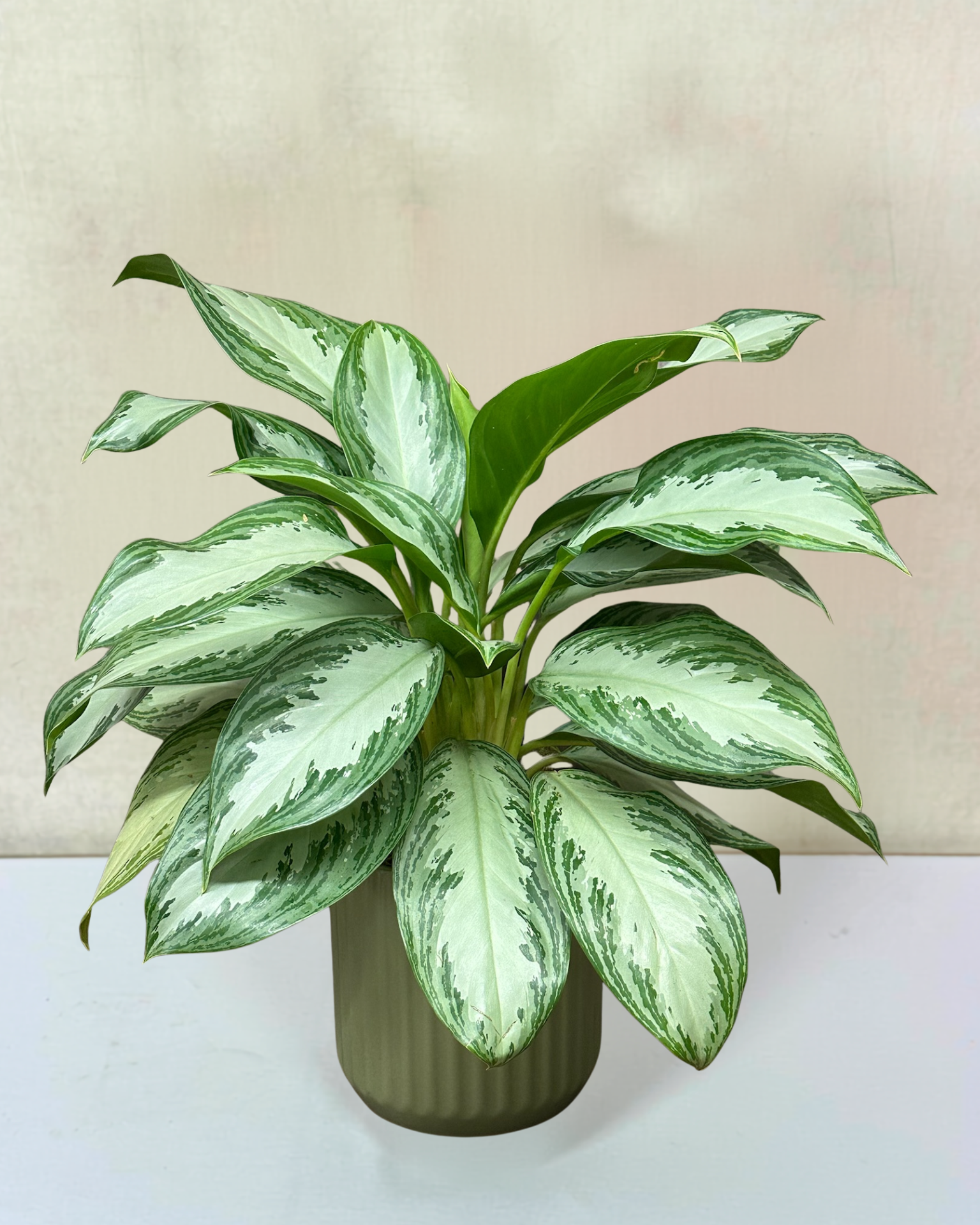 Chinese Evergreen