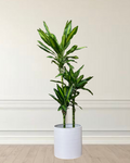 Dracaena