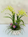 Orchid Garden