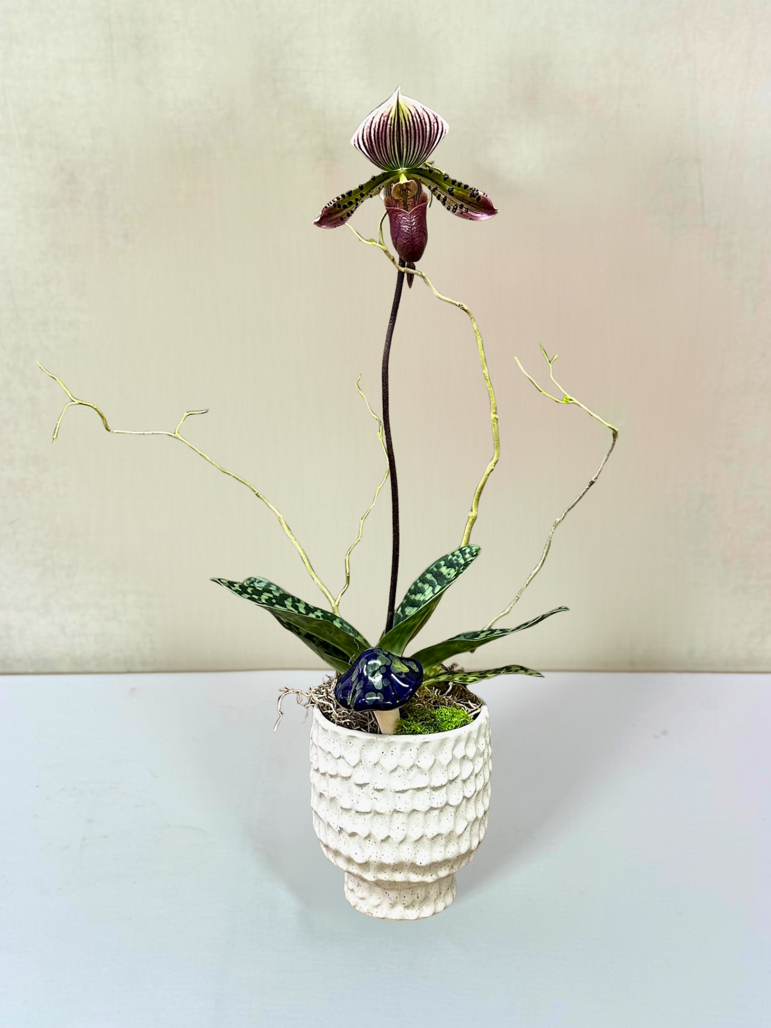 Lady Slipper Orchid
