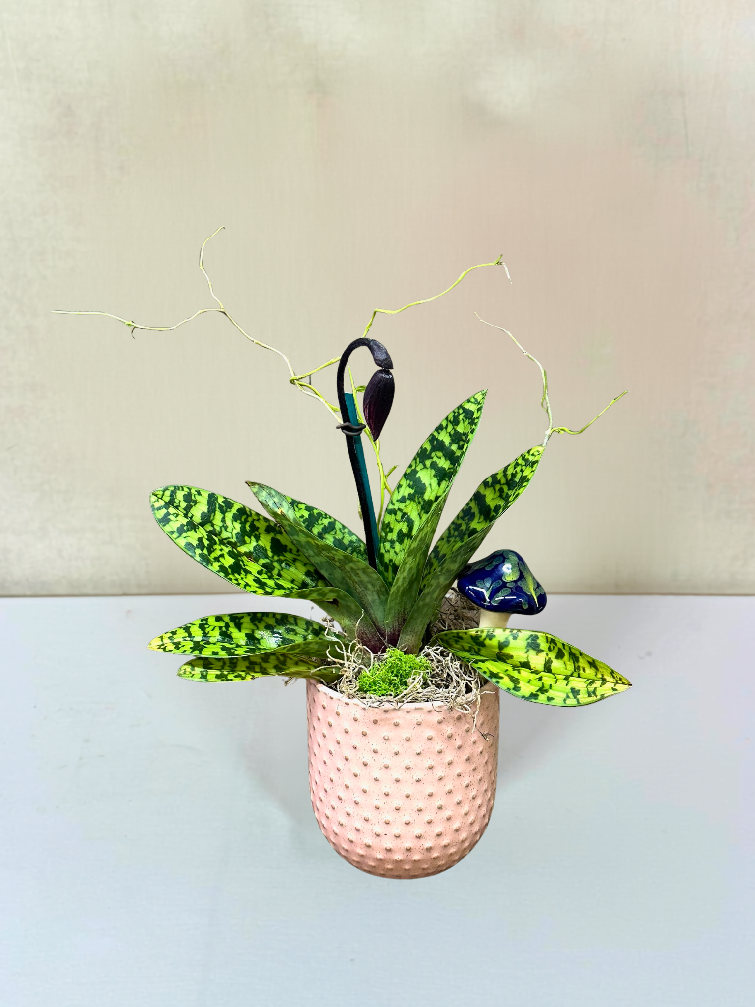 Lady Slipper Orchid