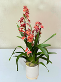 Oncidium Orchid