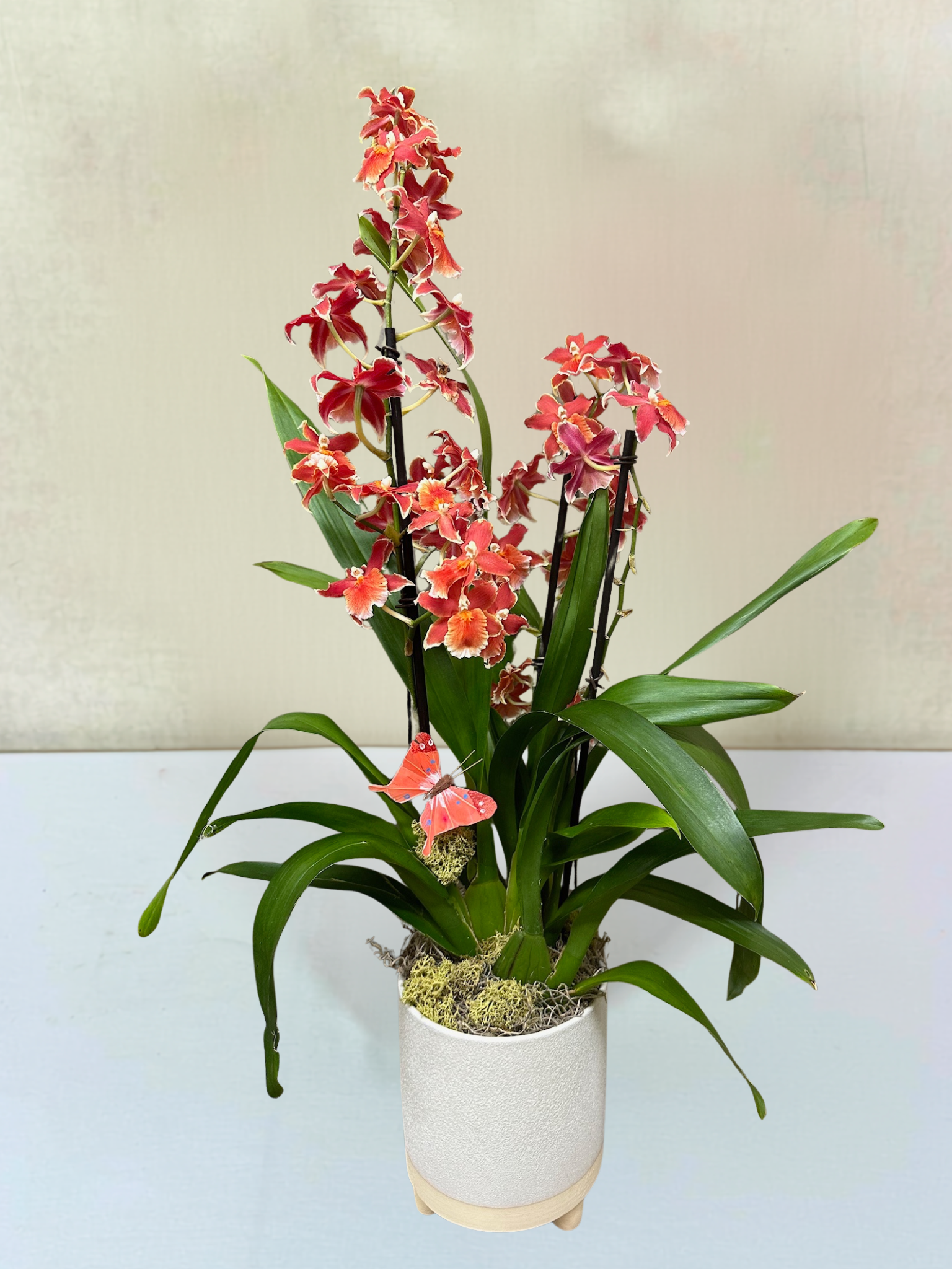 Oncidium Orchid