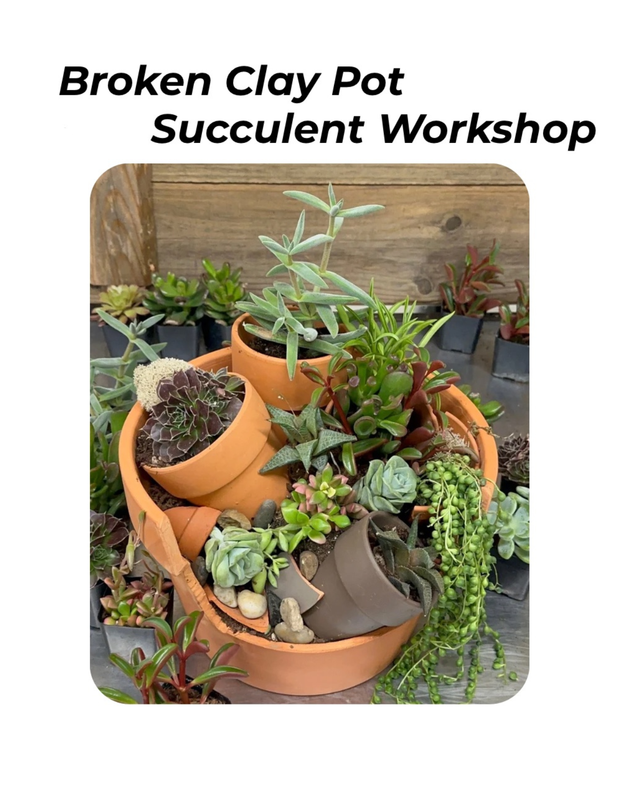 Broken Clay Pot Succulent Workshop - August 20th
