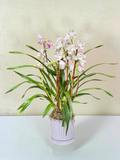 Cymbidium Orchid