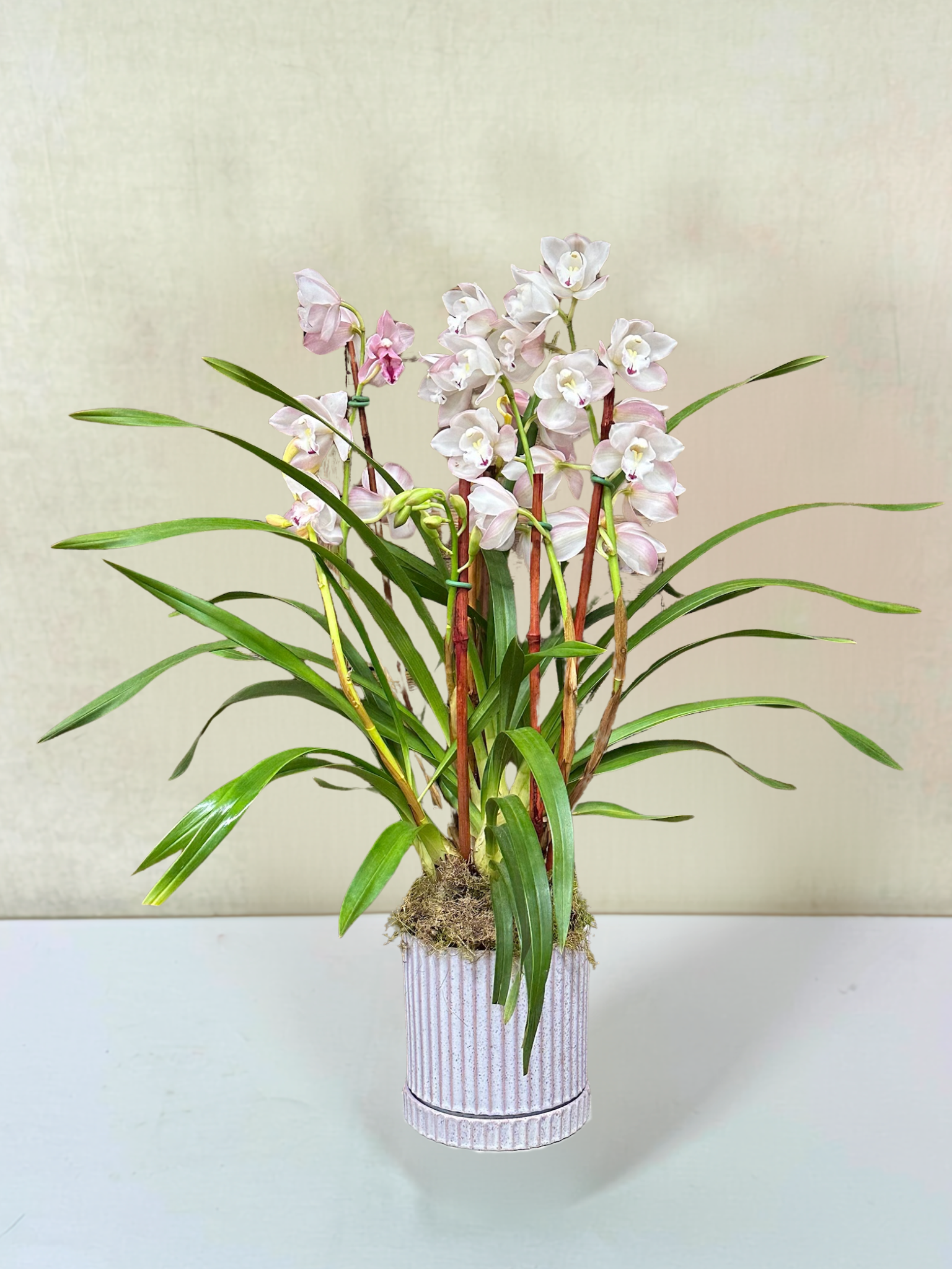 Cymbidium Orchid