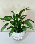 Peace Lily