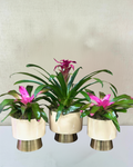 Bromeliad