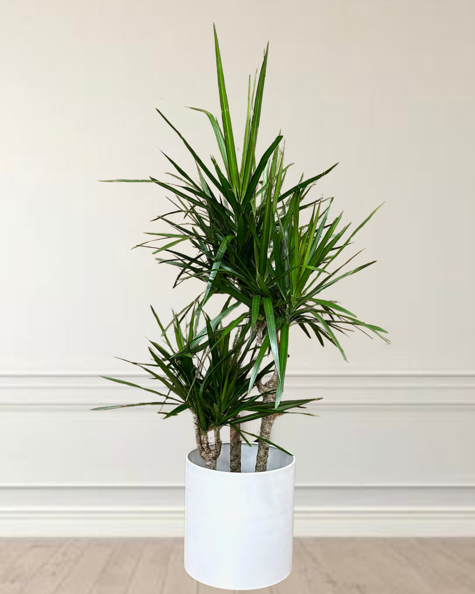 Dracaena