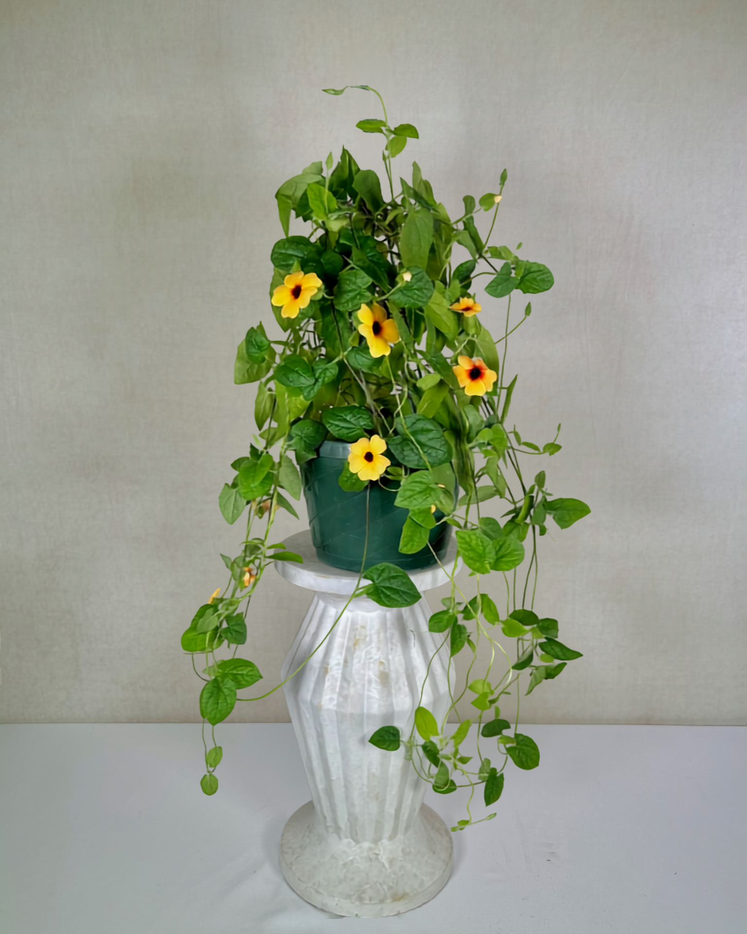 Thunbergia Alata