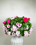 Cora Cascade Vinca