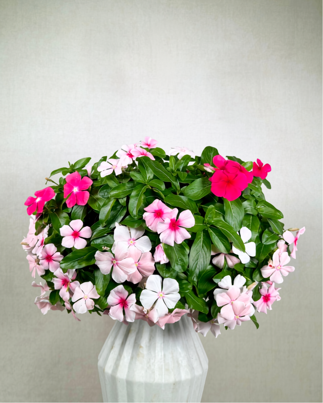 Cora Cascade Vinca