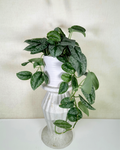Satin Pothos 'Exotica'