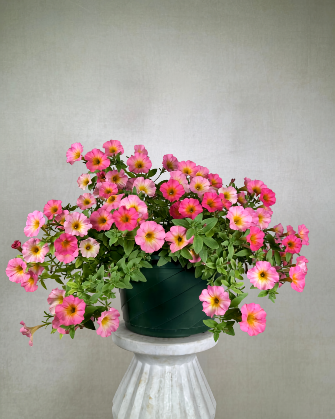 Trailing Petunia