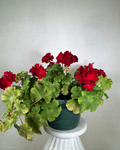 Geranium