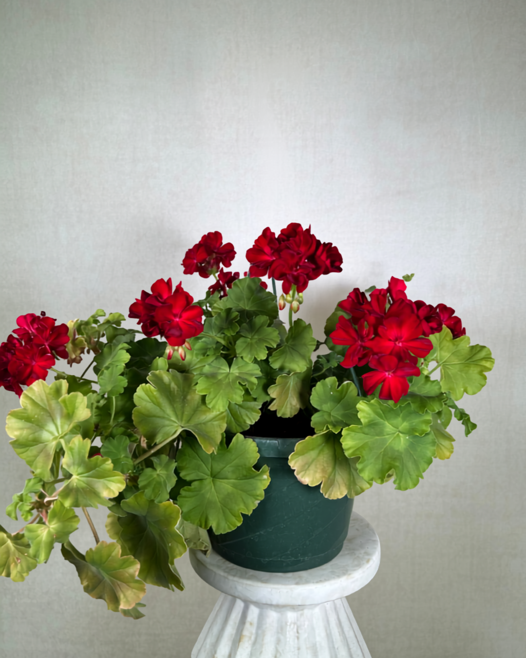 Geranium