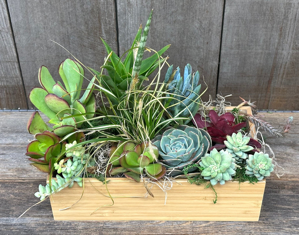 Peaceful Succulent Zen Garden